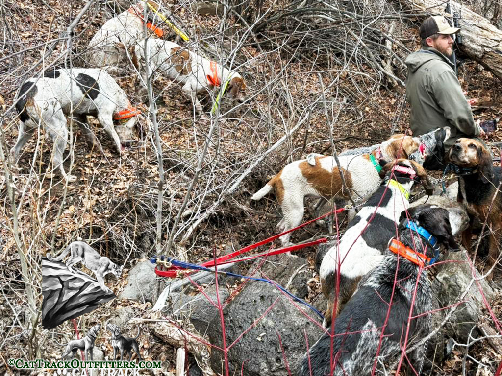 Lion Hunting Hounds