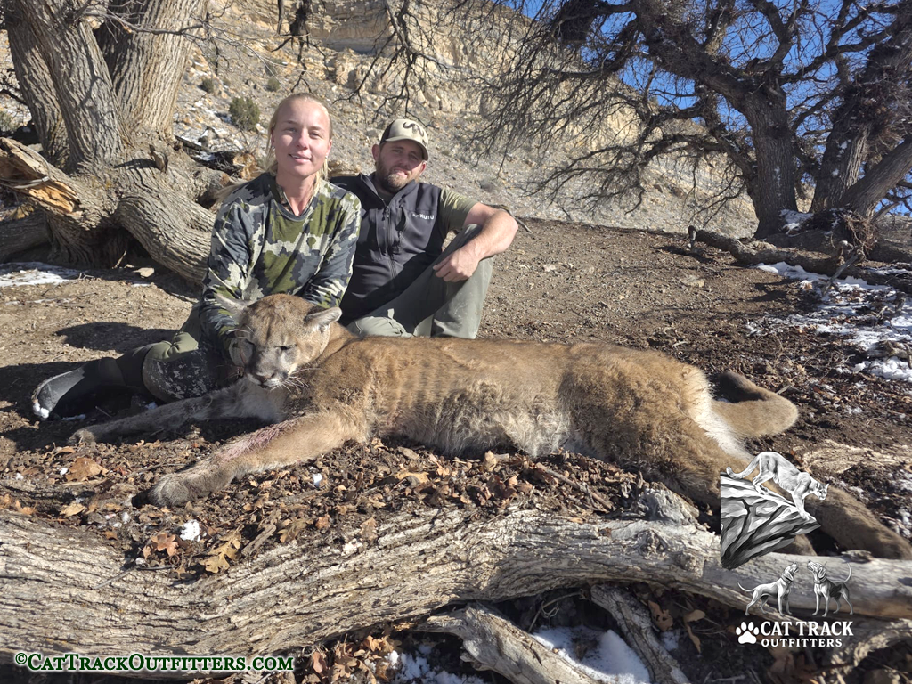 CO mountain lion hunting