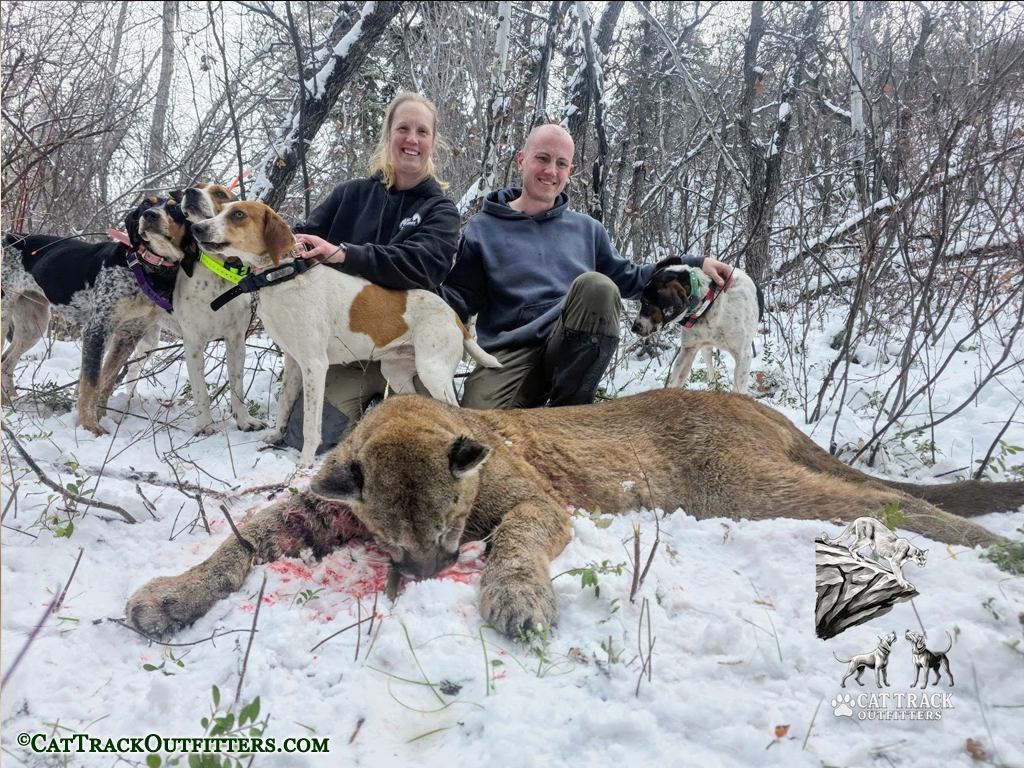 Colorado Mountain Lion Hunts
