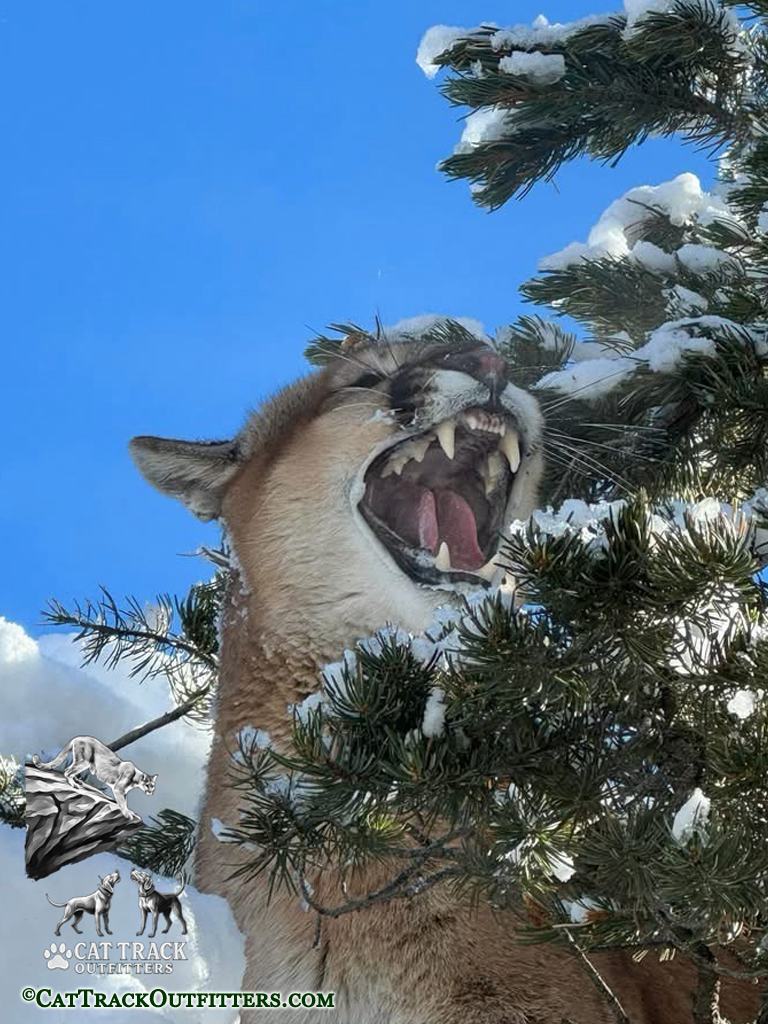 Mountain Lion Hunts in Western Colorado