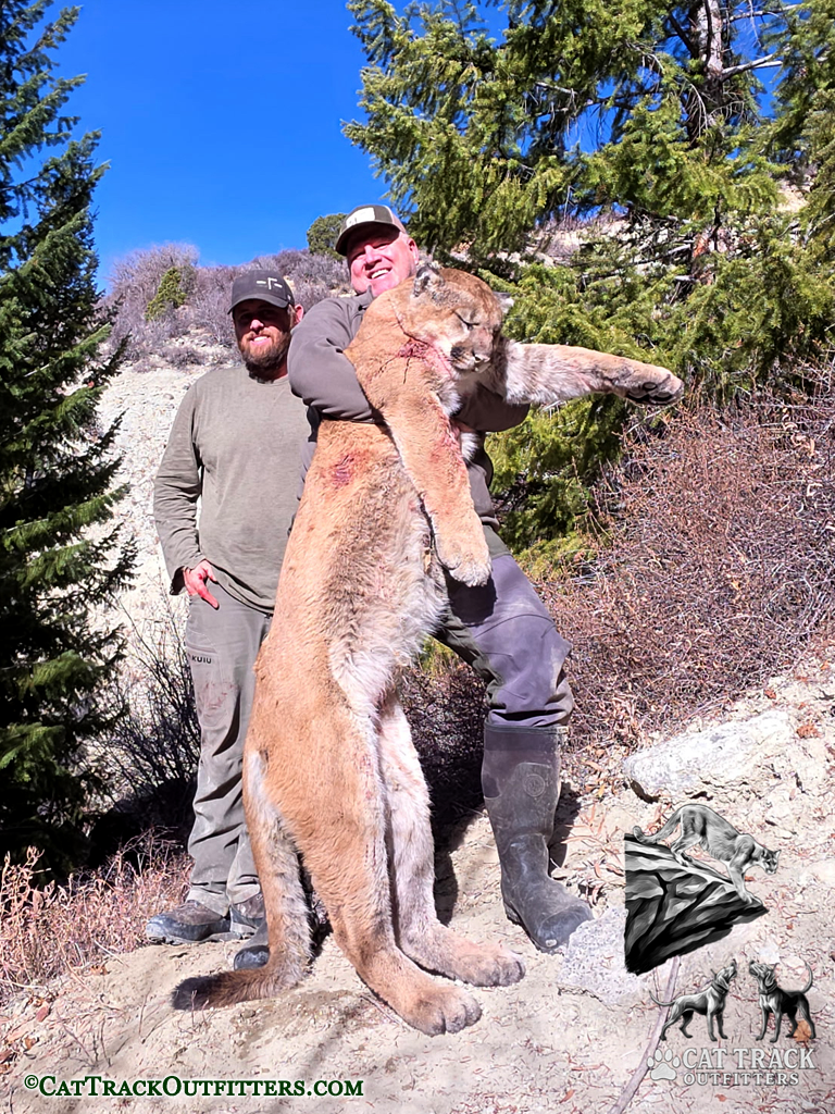 Mountain Lion Hunts