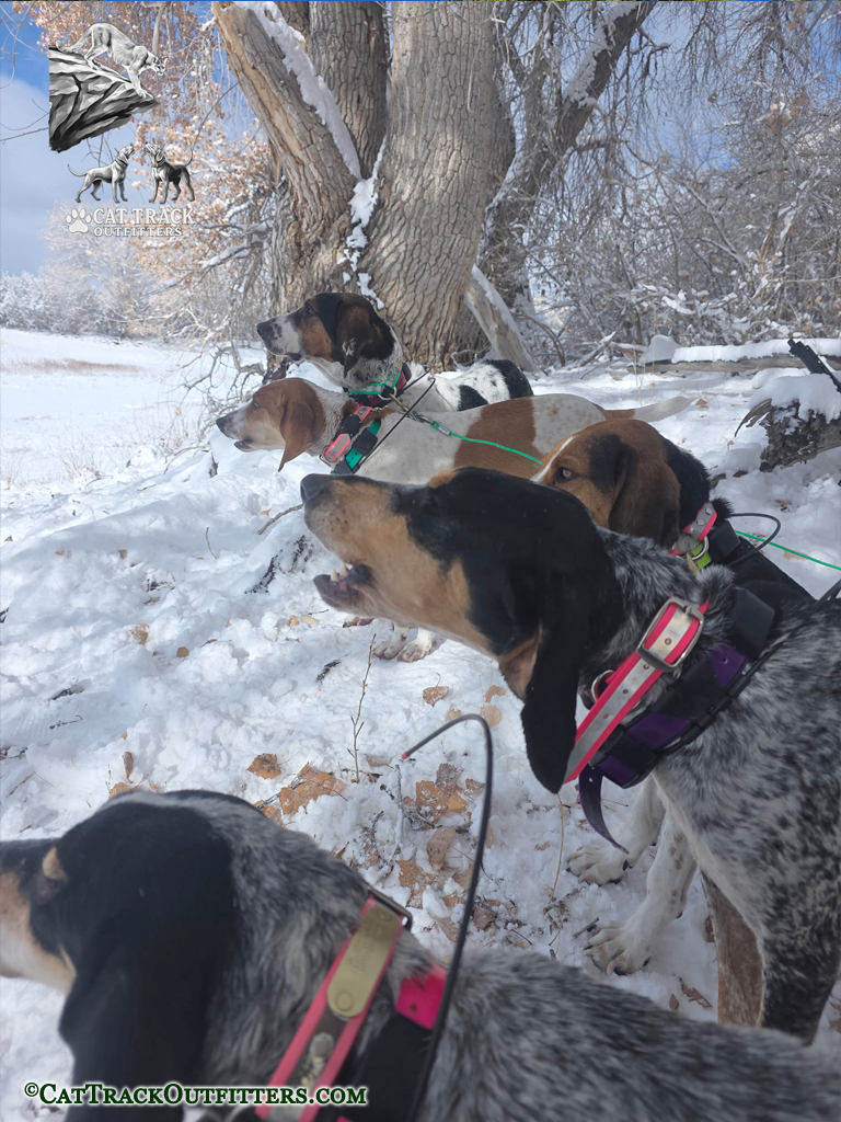Mountain Lion Hunting with dogs in Colorado
