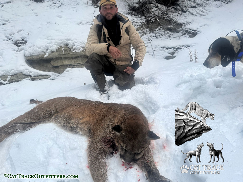 Mountain Lion Hunt with Cat Track Outfitters