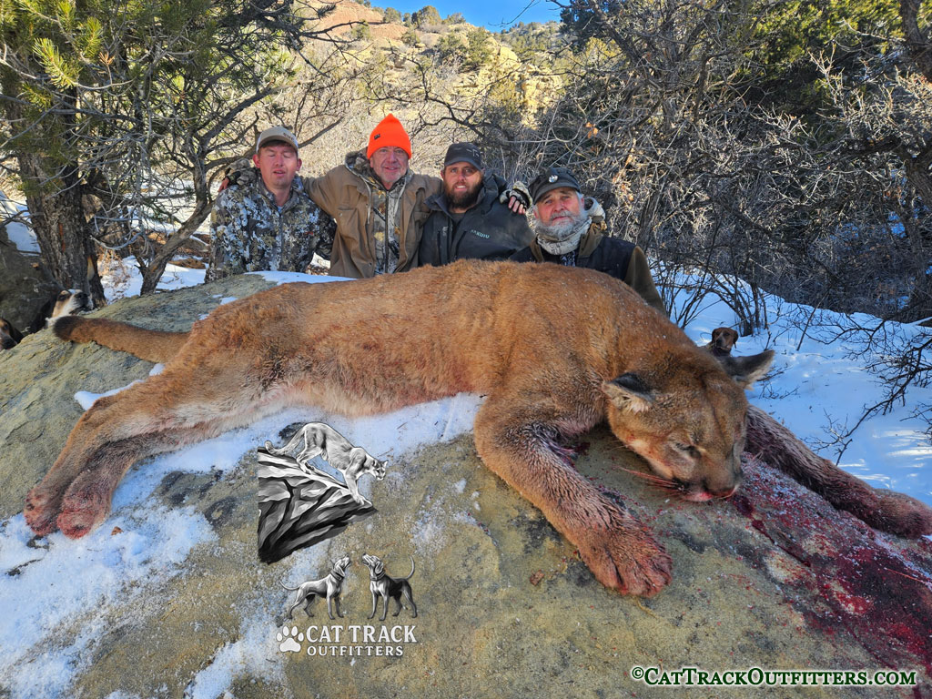 Mountain Lion Hunt with experienced guides at Cat Track Outfitters