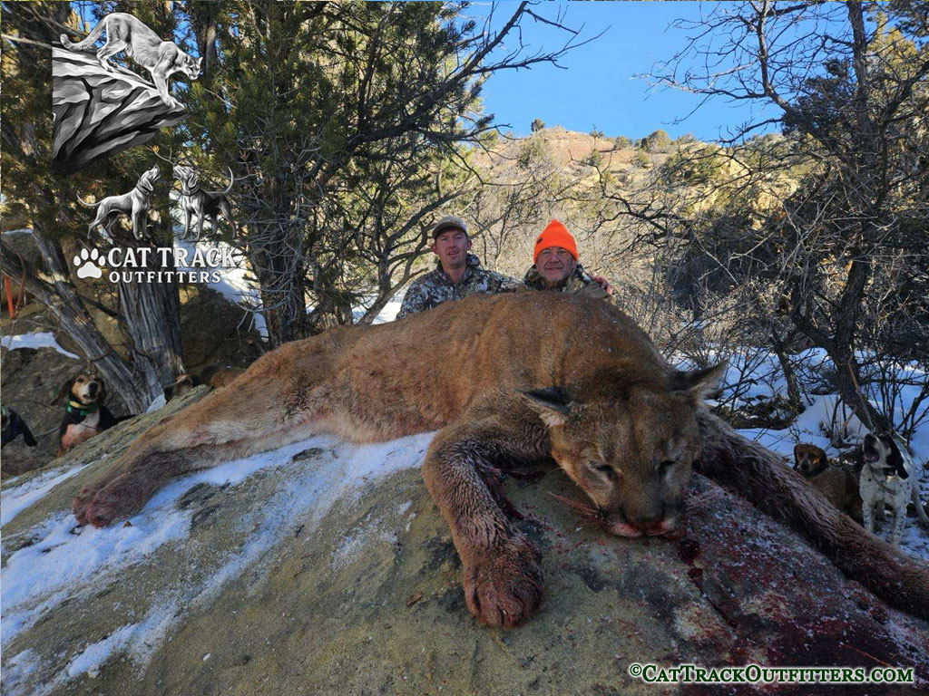 Mountain Lion Hunting in Colorado