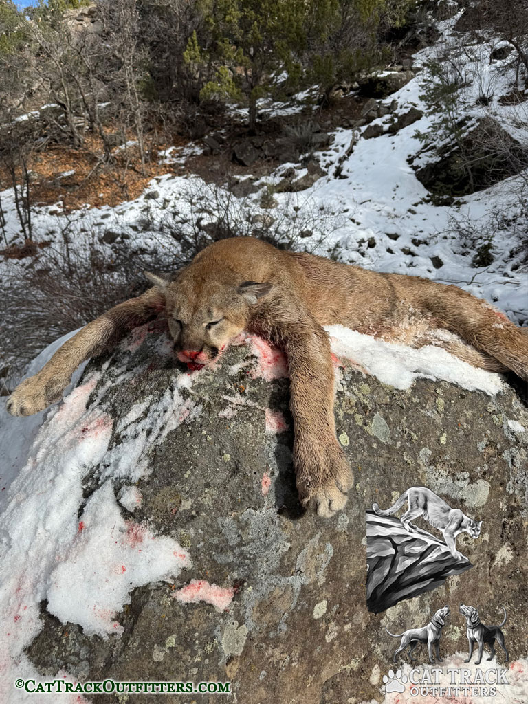 Mountain Lion Treed in Western Colorado