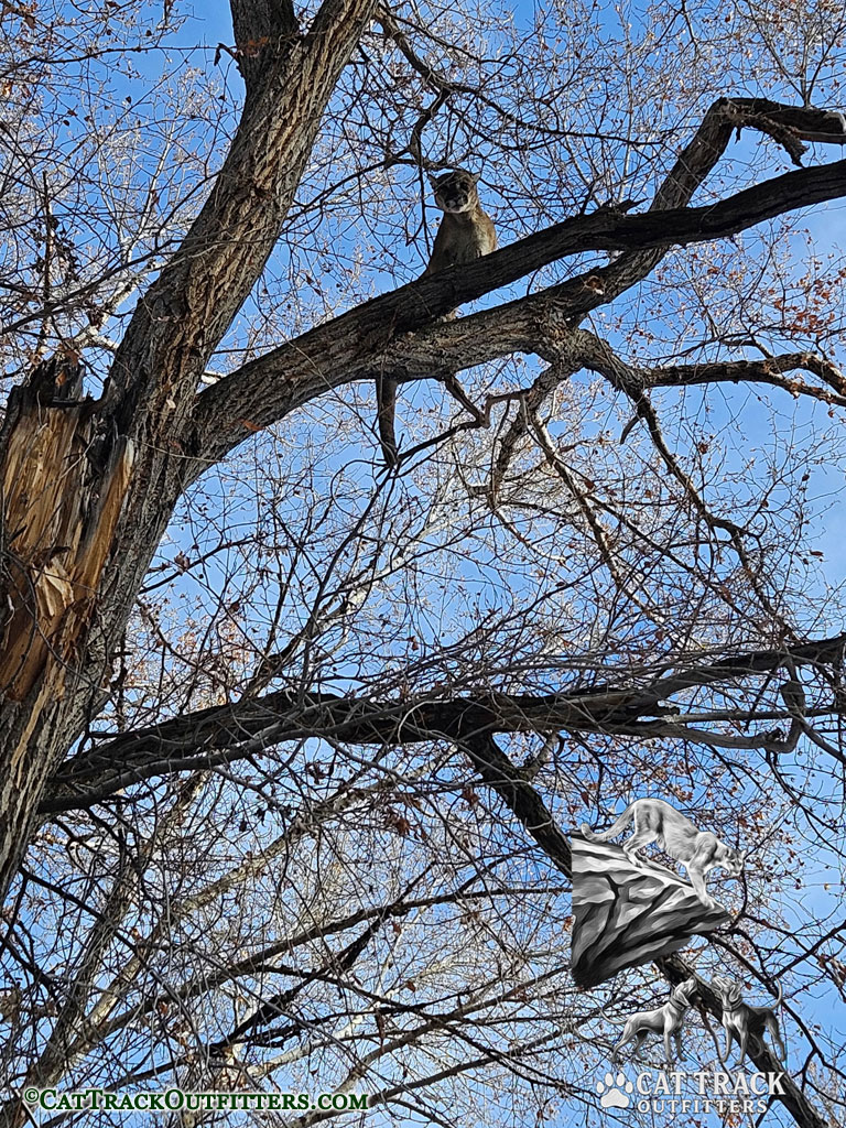 Mountain Lion Treed in Western Colorado