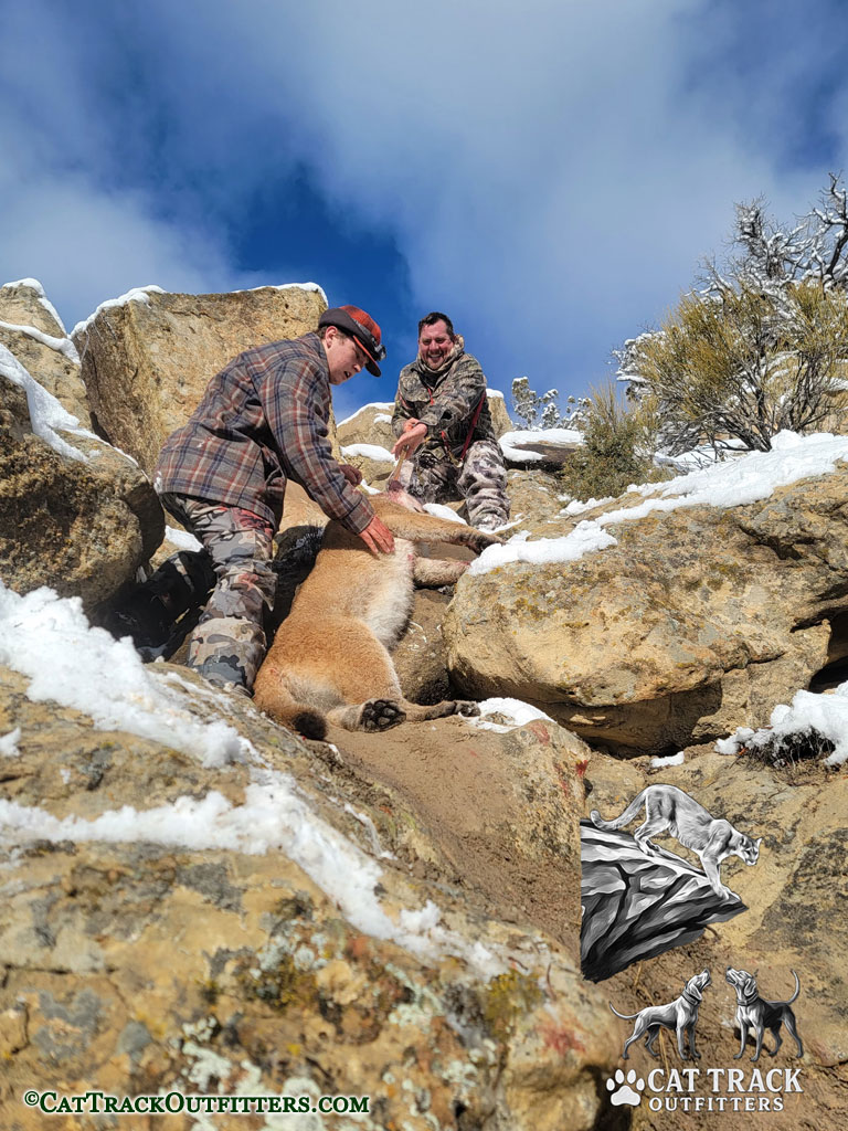 Colorado Mountain Lion Hunts with Cat Track Outfitters