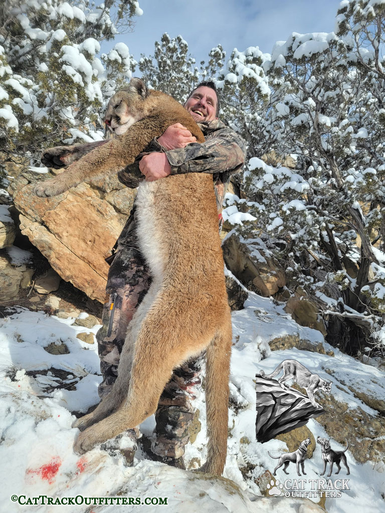 Mountain Lion Treed in Western Colorado
