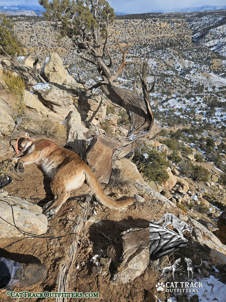 Successful Mountain Lion Hunt in Colorado