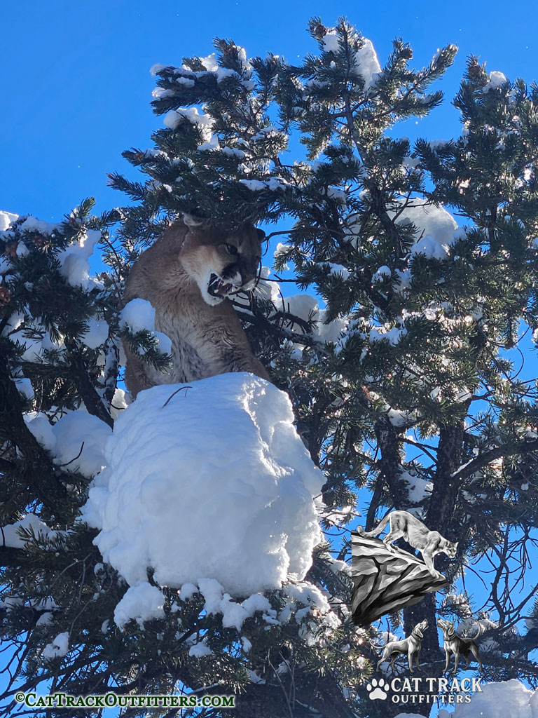Successful Mountain Lion Hunt in Colorado