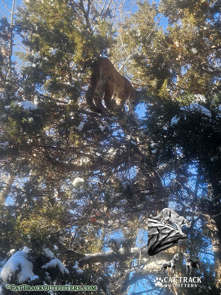 Colorado Mountain Lion Hunts with Cat Track Outfitters