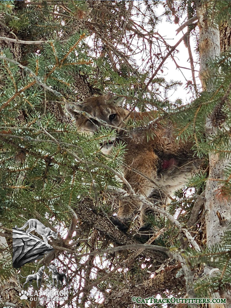 Successful Mountain Lion Hunt in Colorado